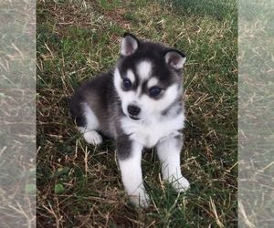 Medium Alaskan Klee Kai