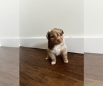 Puppy Puppy 8 Australian Shepherd