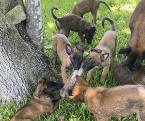 Belgian Malinois Puppy for sale in CLEWISTON, FL, USA