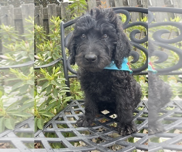 Medium Photo #1 Labradoodle Puppy For Sale in PEMBROKE, GA, USA