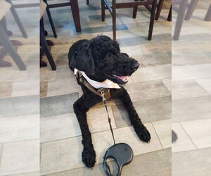 Poodle (Standard) Puppy for sale in UNION GROVE, WI, USA