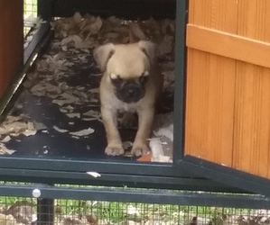 American Lo-Sze Pugg-Poodle (Toy) Mix Puppy for sale in NEW WAVERLY, TX, USA