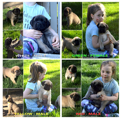 Mastiff Puppy for sale in INDIANAPOLIS, IN, USA