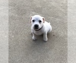 Small Photo #15 Jack Russell Terrier Puppy For Sale in APPLE CREEK, OH, USA