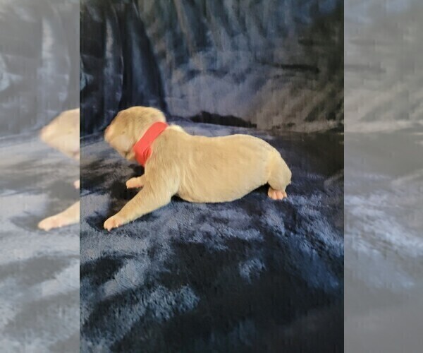 Medium Photo #2 Olde English Bulldogge Puppy For Sale in HAMLER, OH, USA