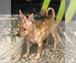 Scotty - Male Chihuahua-Unknown Mix Dog for Adoption - Photo #6