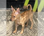 Small Photo #6 Chihuahua-Unknown Mix Puppy For Sale in Dana Point, CA, USA