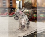 Small Photo #7 French Bulldog Puppy For Sale in HILTON, NY, USA