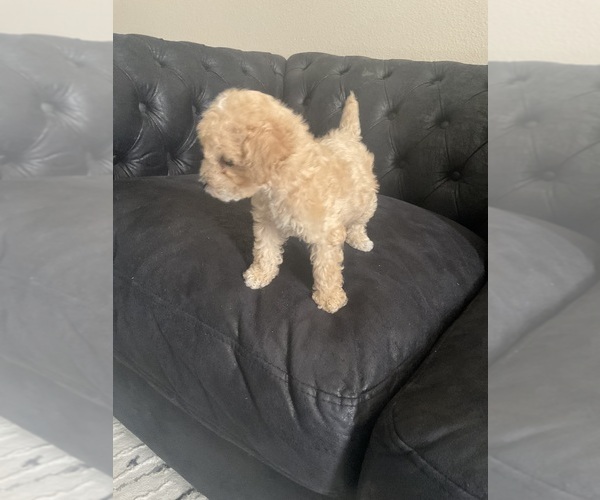 Medium Photo #4 Poodle (Toy) Puppy For Sale in SAN JACINTO, CA, USA