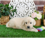 Small #2 Golden Retriever