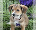Small #3 Mutt