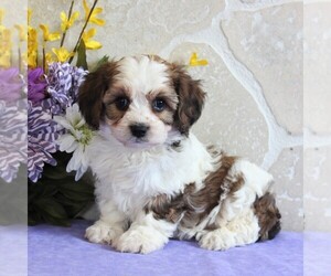 Cavachon Puppy for sale in GORDONVILLE, PA, USA