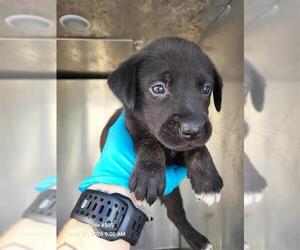 Labrador Retriever-Unknown Mix Dogs for adoption in San Antonio, TX, USA