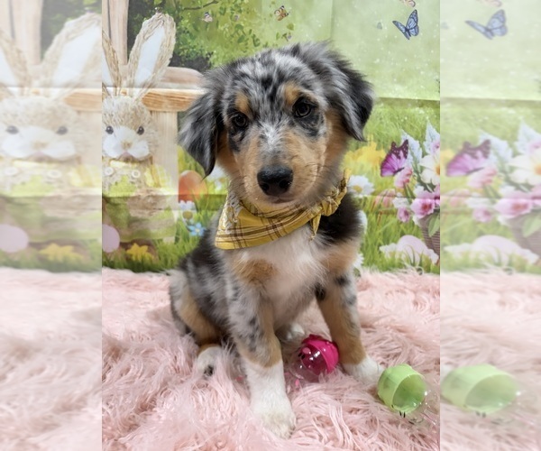 Medium Photo #1 Australian Shepherd Puppy For Sale in NEW BRAUNFELS, TX, USA
