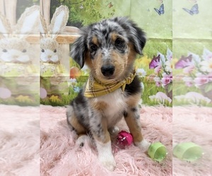 Medium Australian Shepherd