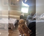 Small #1 Goldendoodle