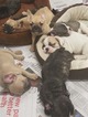 Small Photo #2 French Bulldog Puppy For Sale in ROCHESTER, MI, USA