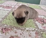 Puppy Millie Pug