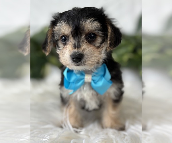 Medium Photo #17 Morkie Puppy For Sale in ROCK STREAM, NY, USA