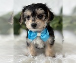Small #16 Morkie