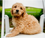 Small Photo #5 Goldendoodle Puppy For Sale in ASHFORD, WA, USA