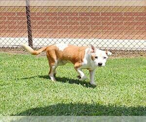 Labrador Retriever-Unknown Mix Dogs for adoption in Grovetown, GA, USA
