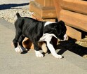 Small Photo #56 Boxer Puppy For Sale in CHILHOWEE, MO, USA