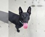 Small Labrador Retriever Mix