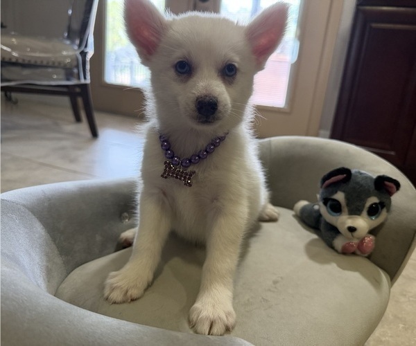 Medium Photo #1 Pomsky Puppy For Sale in WEBSTER, FL, USA