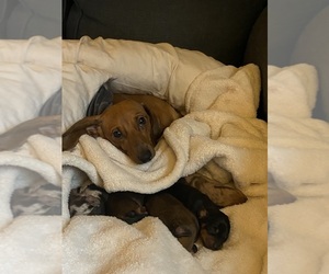 Mother of the Dachshund puppies born on 08/10/2026
