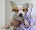 Sarah - Female Mutt Dog for Adoption - Small photo