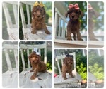 Small Photo #5 Goldendoodle-Poodle (Miniature) Mix Puppy For Sale in JEFFERSON CITY, MO, USA