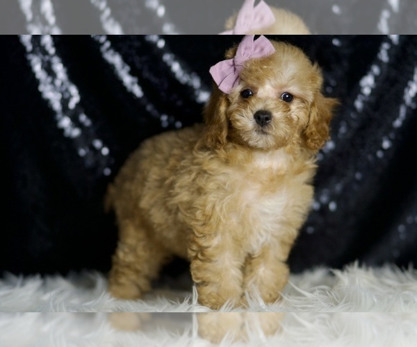 Medium Photo #96 Poodle (Miniature) Puppy For Sale in WARSAW, IN, USA