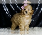 Small Photo #96 Poodle (Miniature) Puppy For Sale in WARSAW, IN, USA