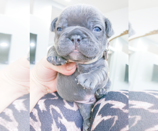 Medium Photo #10 French Bulldog Puppy For Sale in ARLINGTON, WA, USA