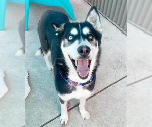 - Mix Dogs for adoption in Sacramento, CA, USA