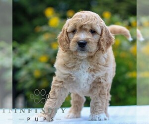 Goldendoodle (Miniature) Puppy for sale in LITITZ, PA, USA