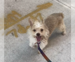Small Photo #2 Mutt Puppy For Sale in Brooklyn, NY, USA