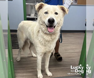 Golden Pyrenees Dogs for adoption in Washington, DC, USA