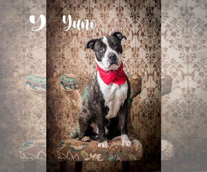American Staffordshire Terrier-Unknown Mix Dogs for adoption in North Myrtle Beach, SC, USA