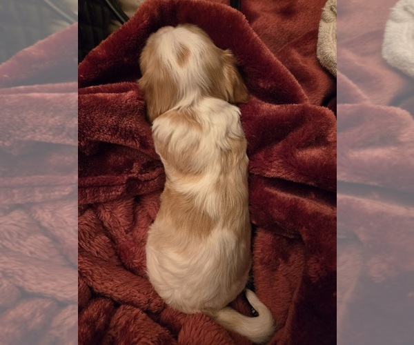 Medium Photo #1 Cocker Spaniel Puppy For Sale in HALYOKE, MA, USA