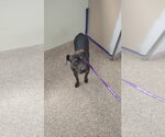 Small #1 Mutt