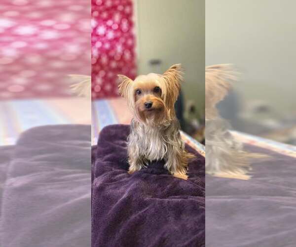 Medium Photo #1 Yorkshire Terrier Puppy For Sale in LINCOLNTON, NC, USA