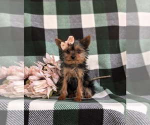 Yorkshire Terrier Puppy for sale in GLEN ROCK, PA, USA