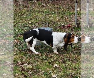 Mother of the Basset Hound puppies born on 05/11/2025