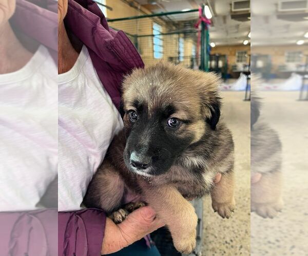 Medium Photo #1 Labrador Retriever-Unknown Mix Puppy For Sale in Calgary, Alberta, Canada
