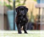 Small #2 Mutt