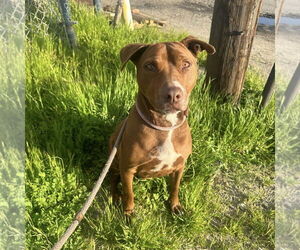 Luna - Female Mutt Dog for Adoption - Photo #6