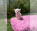 Puppy Liah Pomsky