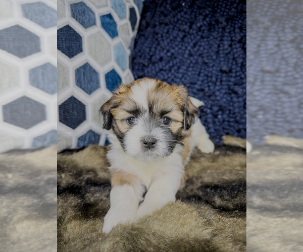 Medium Photo #25 Zuchon Puppy For Sale in CLERMONT, FL, USA